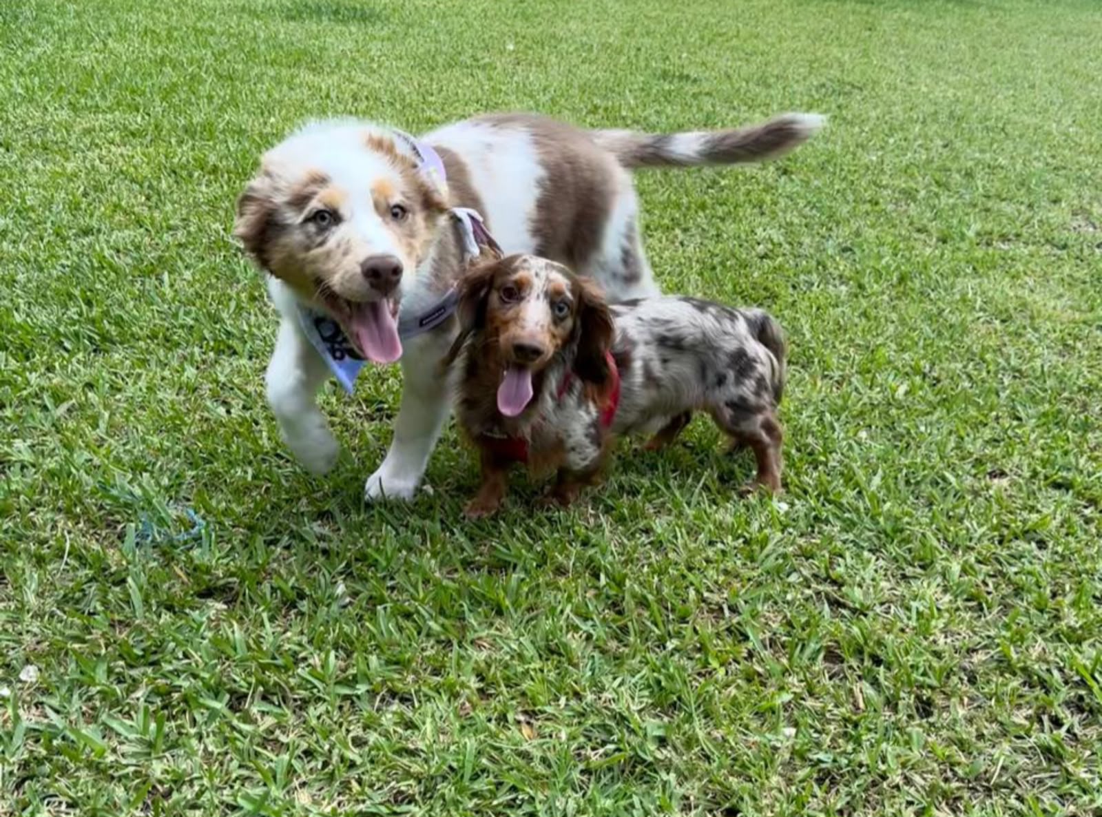 Área verde y abierta de las instalaciones de Dog Club